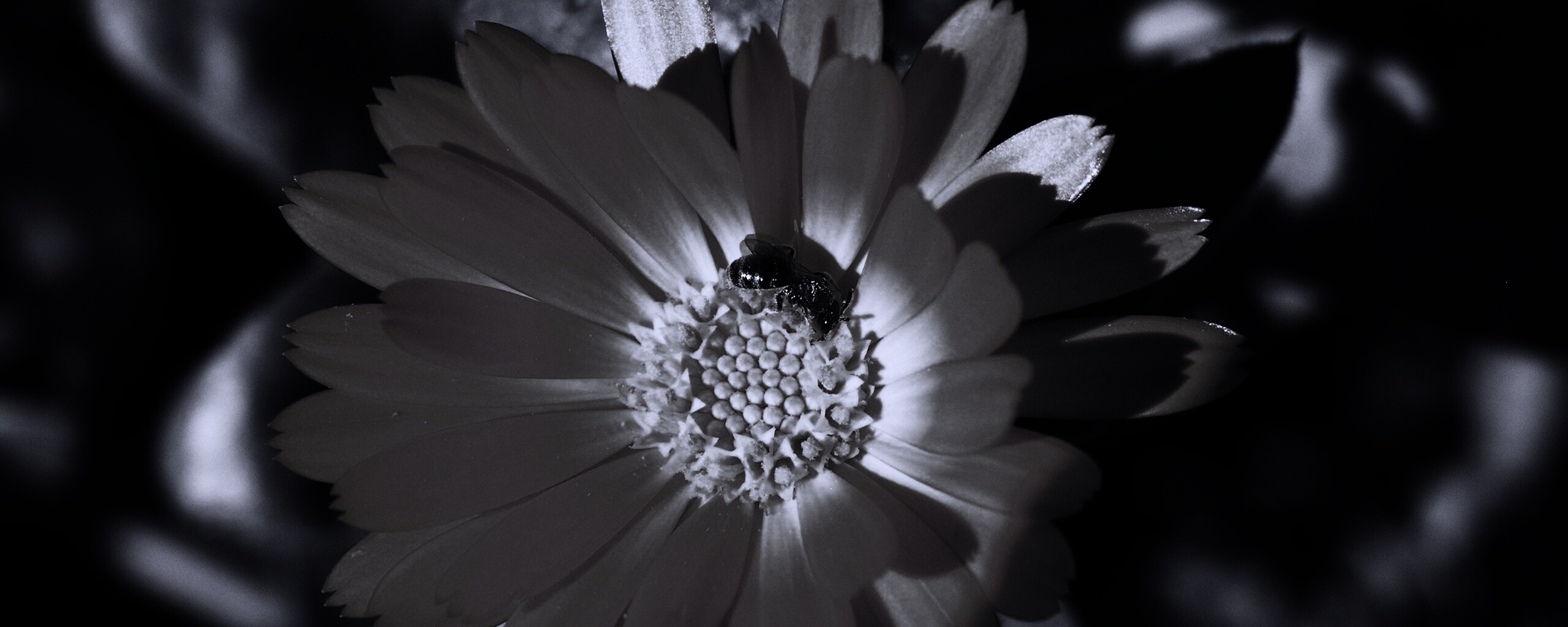 Оса на цветке обои