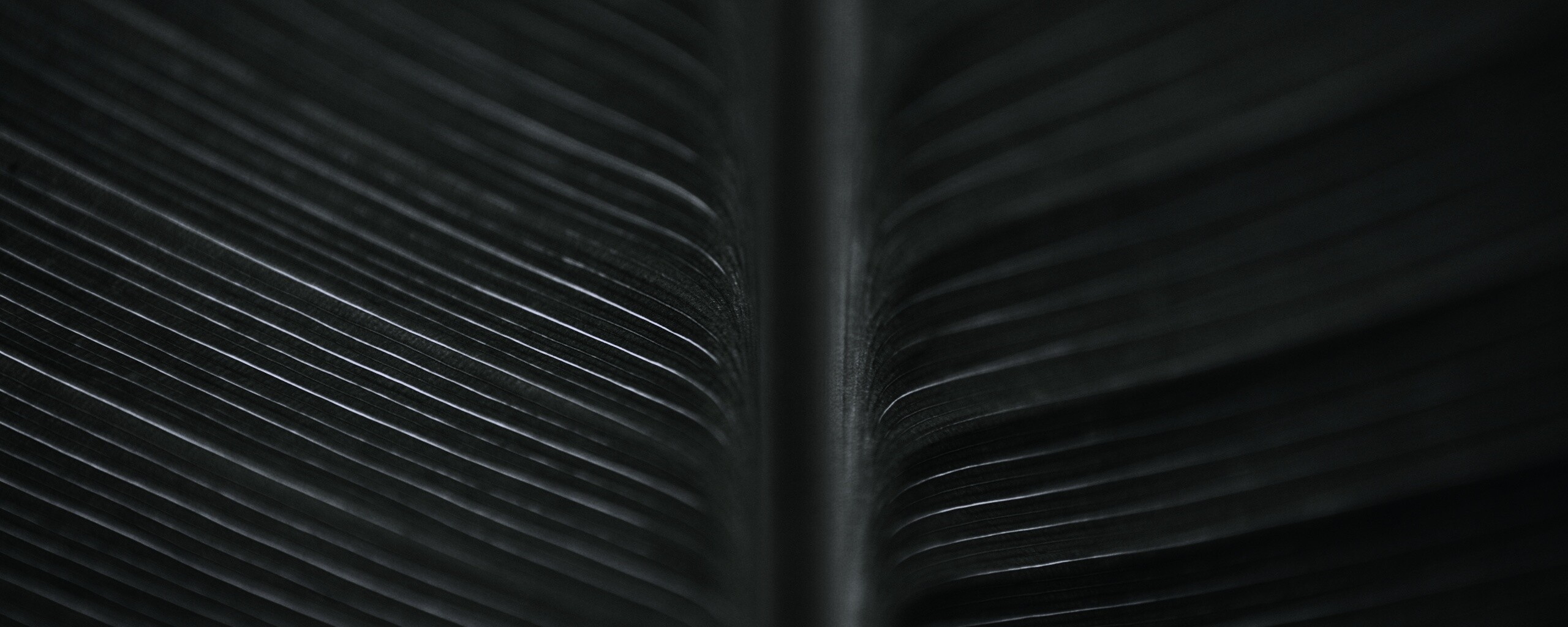 Макро фото листа обои