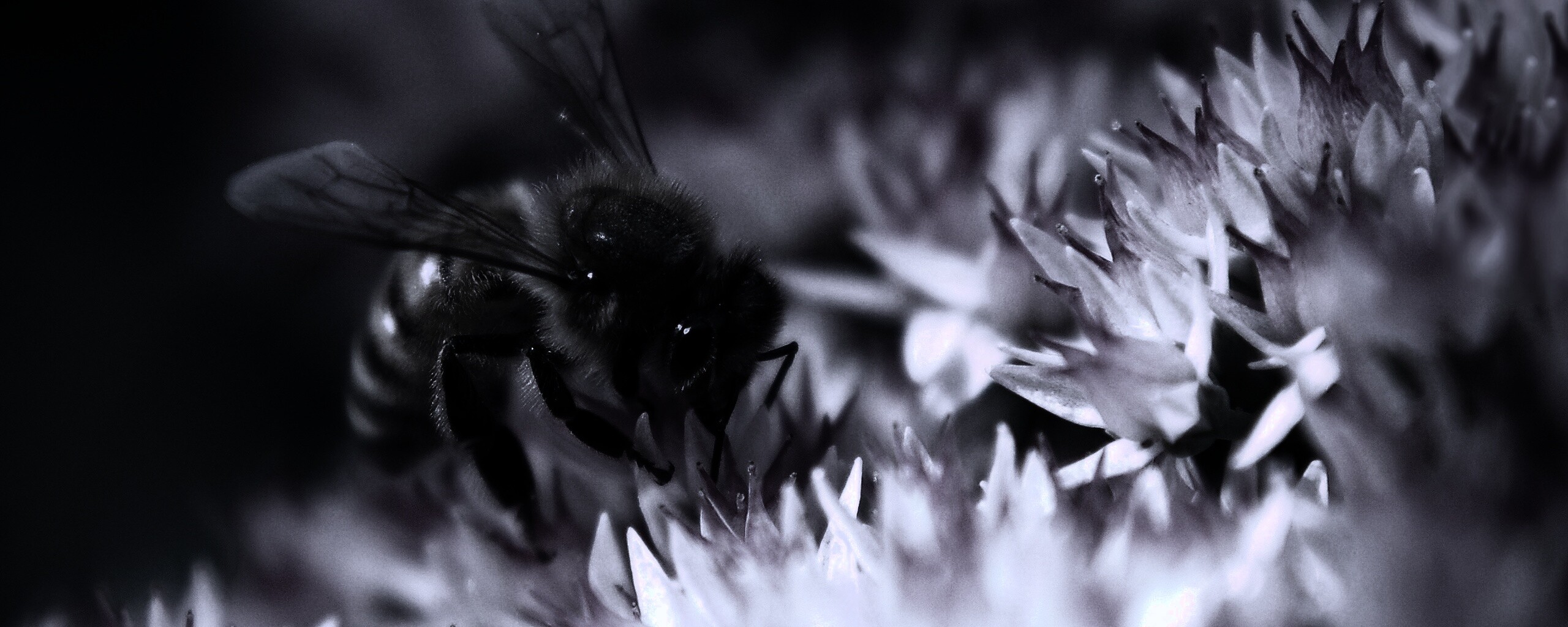 Пчела собирает пыльцу обои