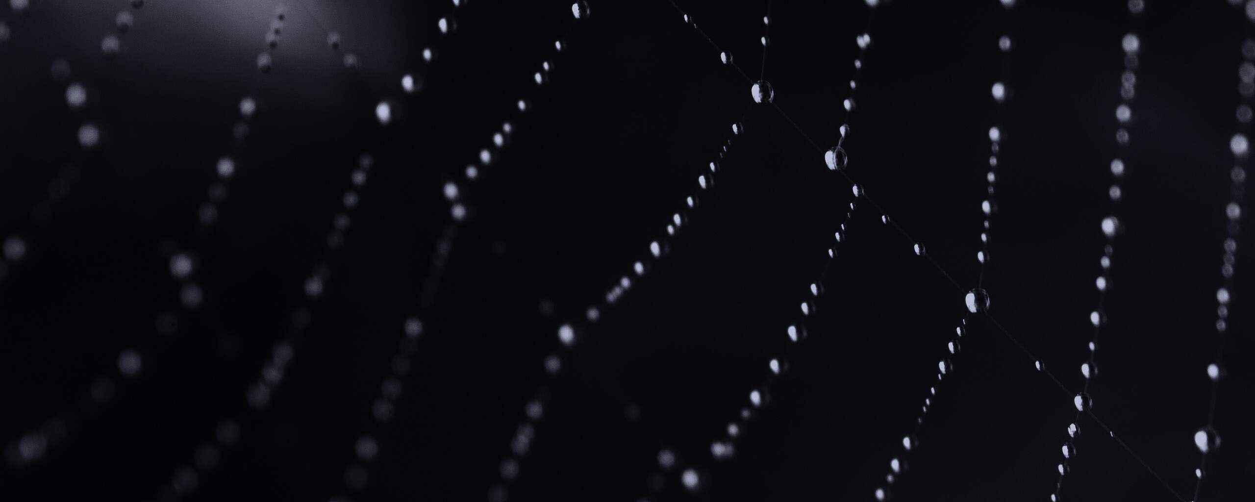 Паучья сеть обои