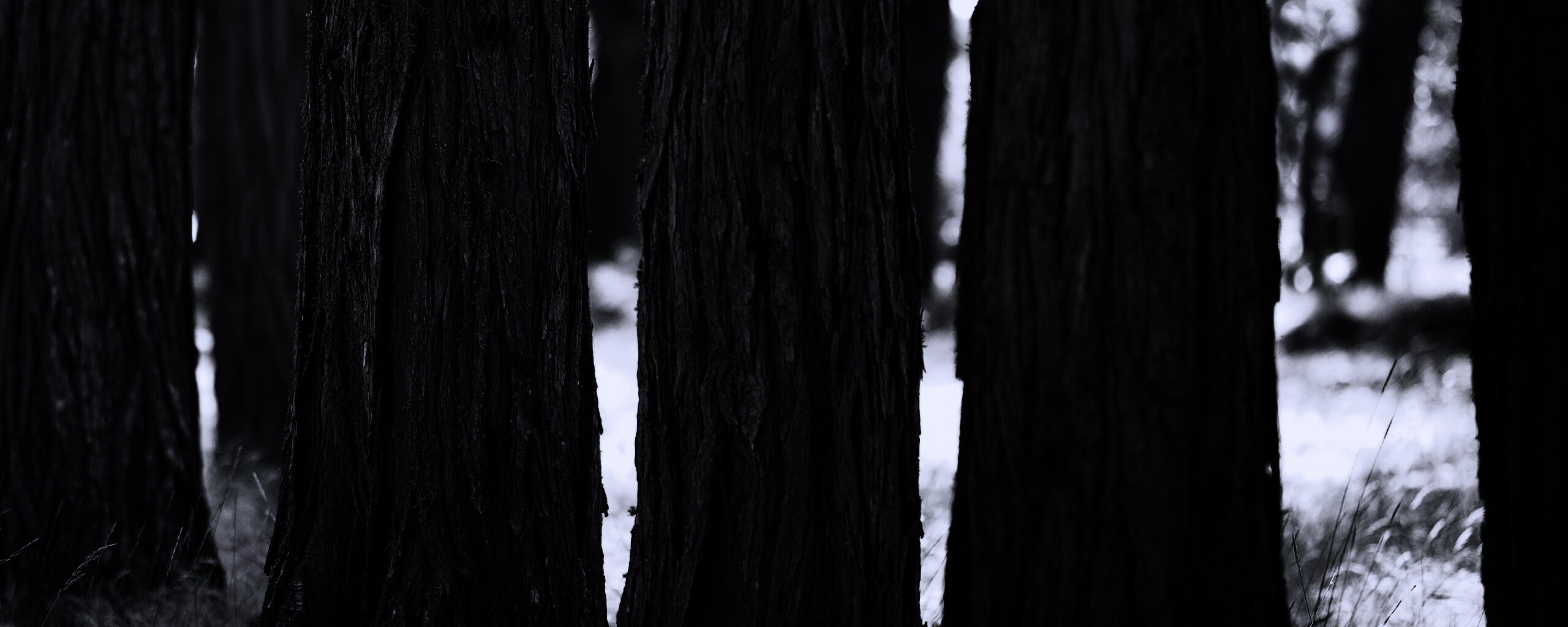 Стволы деревьев  обои