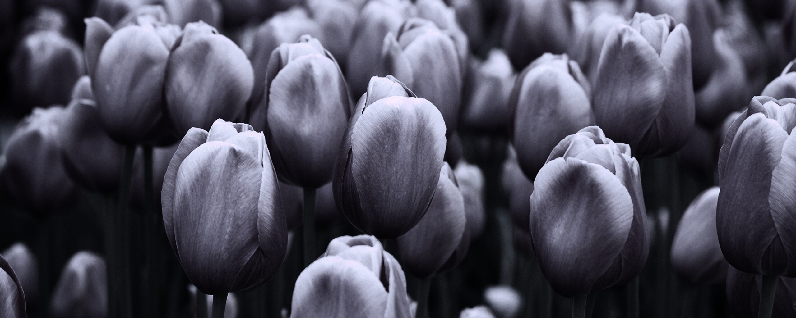 Море розовых тюльпанов обои