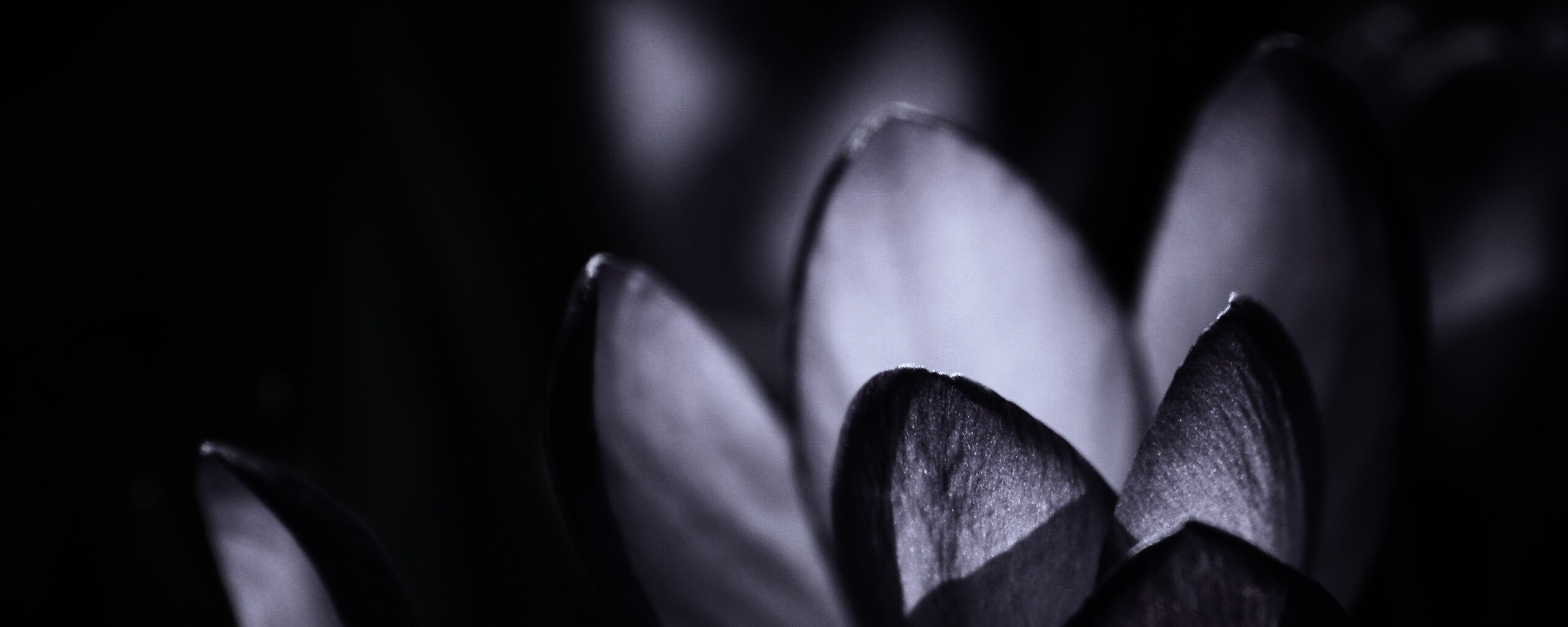 Фиолетовый крокус обои