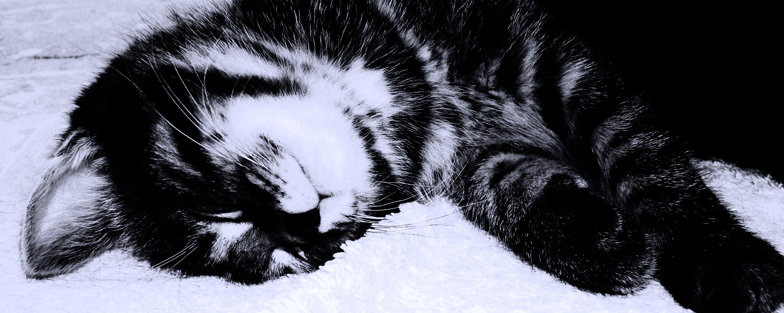 Довольный кот обои