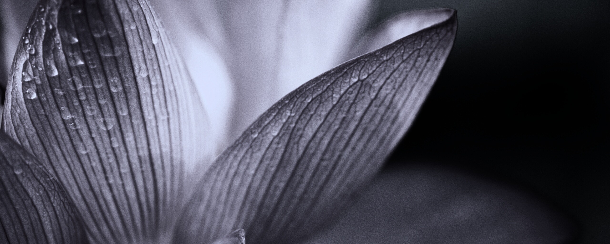 Лепестки цветов обои