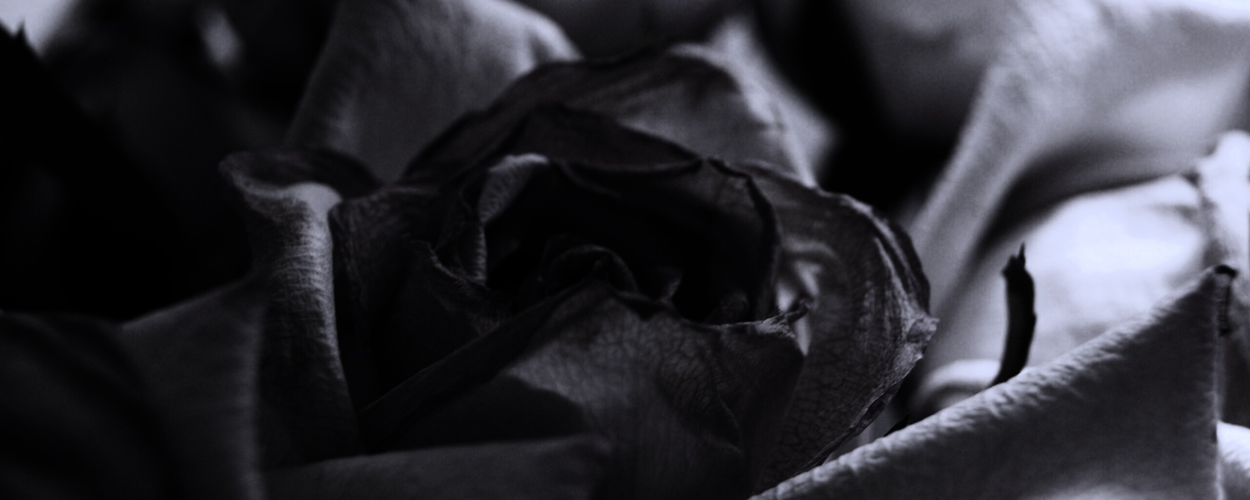 Увядающая роза обои