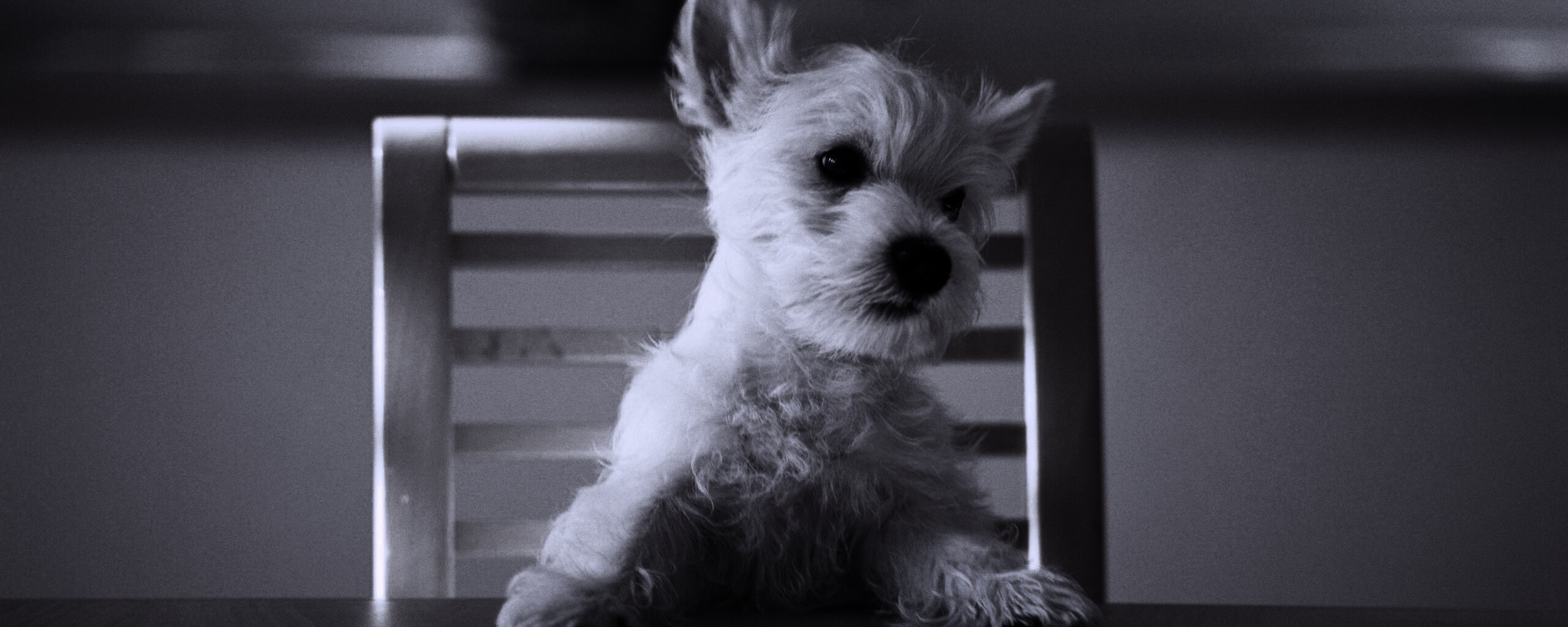 Щенок на стуле обои