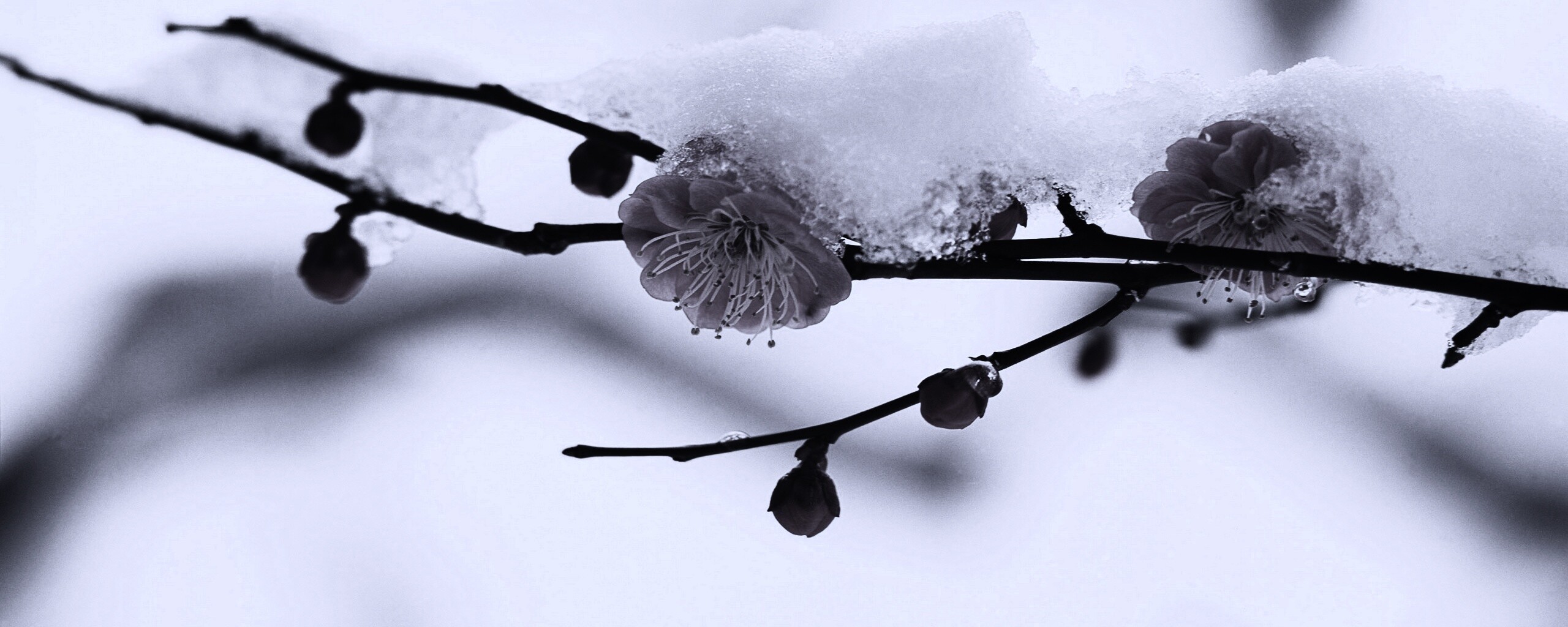 Цветы под снегом обои