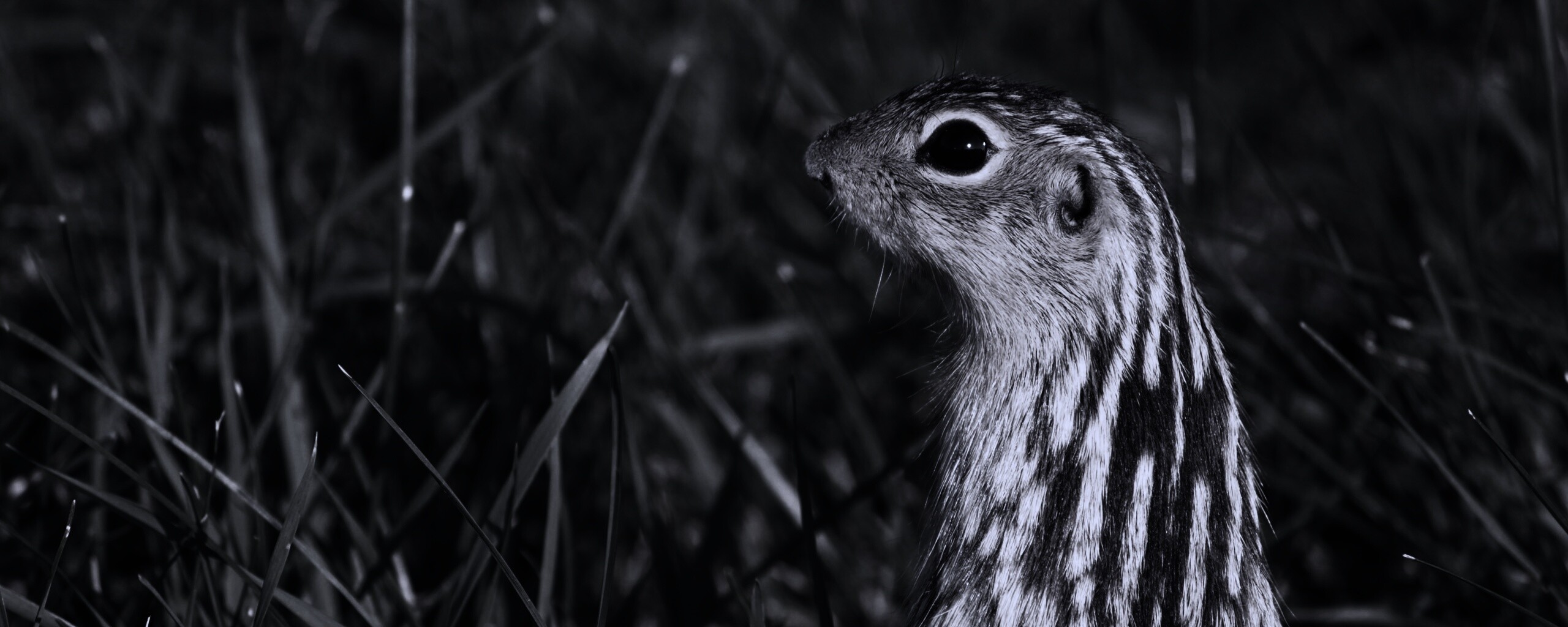 Сурок в стойке обои