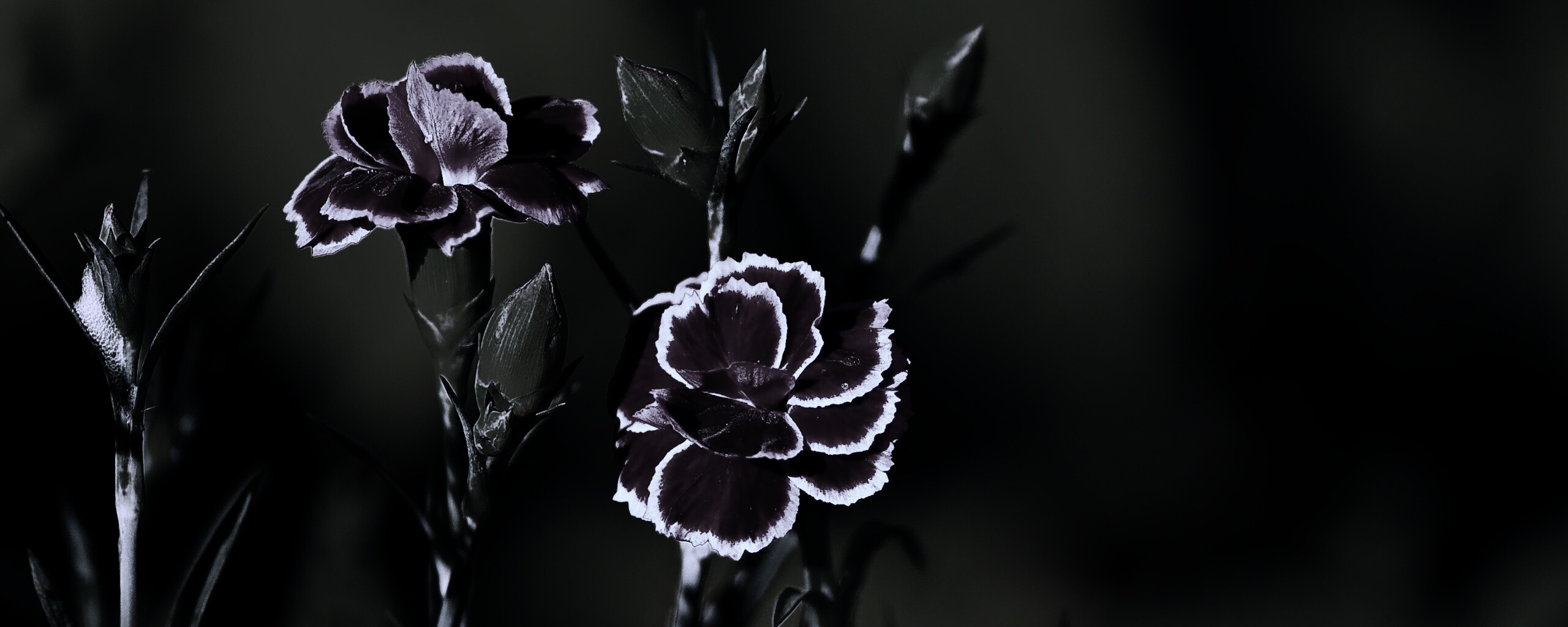 Глоксинии обои