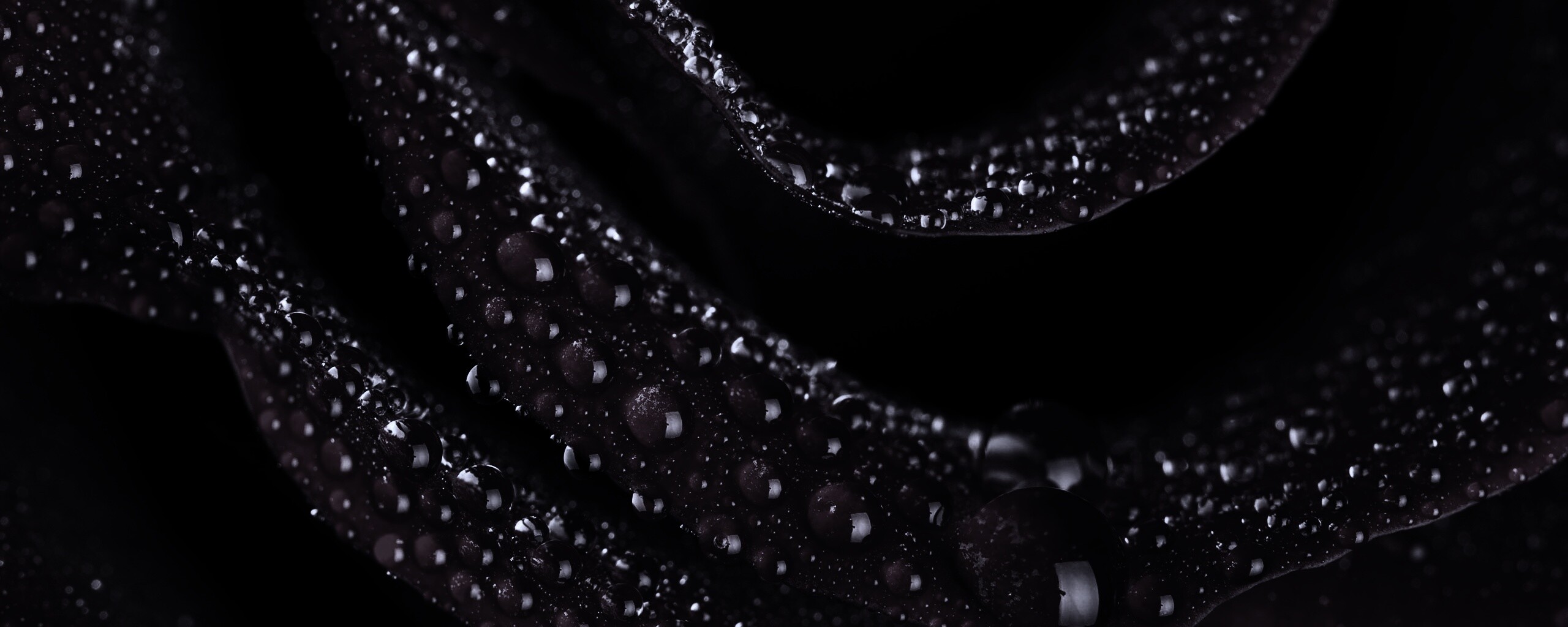 Роза в каплях обои