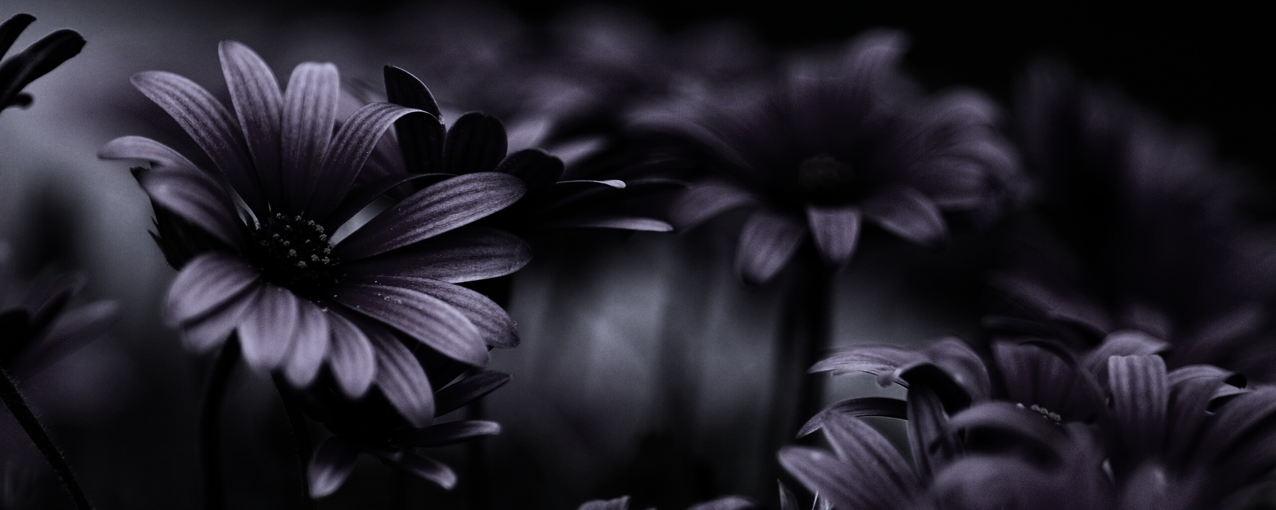 Яркие фиолетовые цветы обои