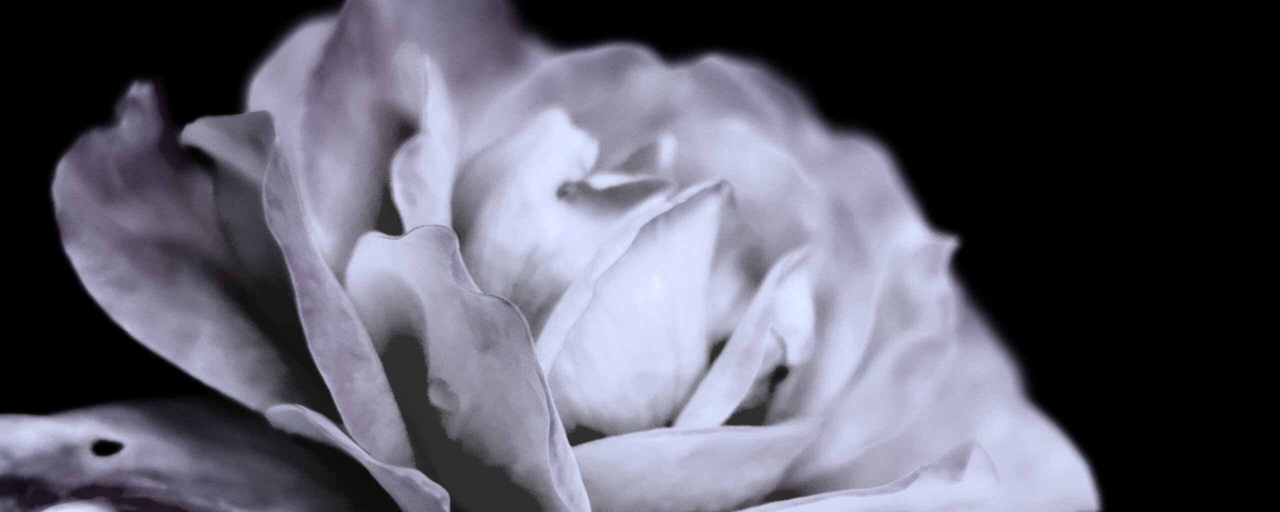 Картинка с нежным розовым цветком обои