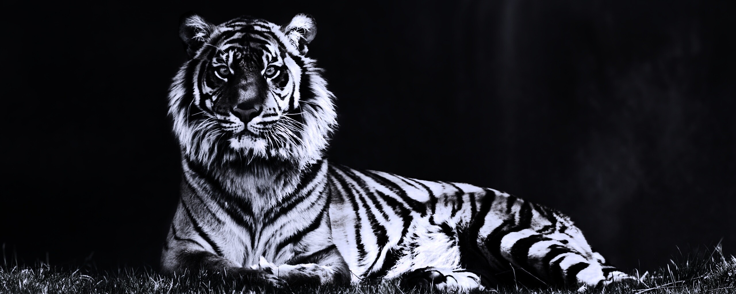 Величественный тигр обои