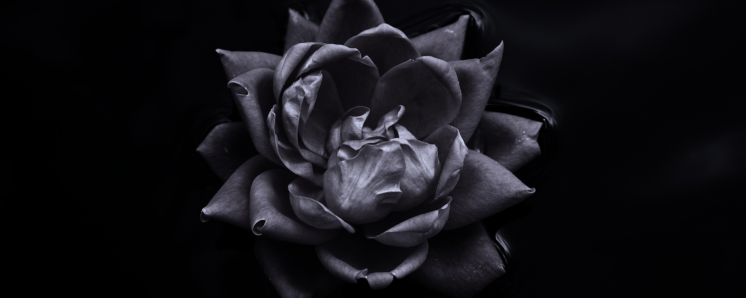 Красивый цветок на воде обои