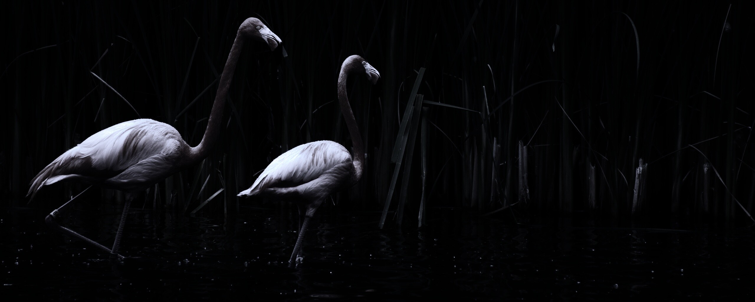 Красивые розовые фламинго на озере обои