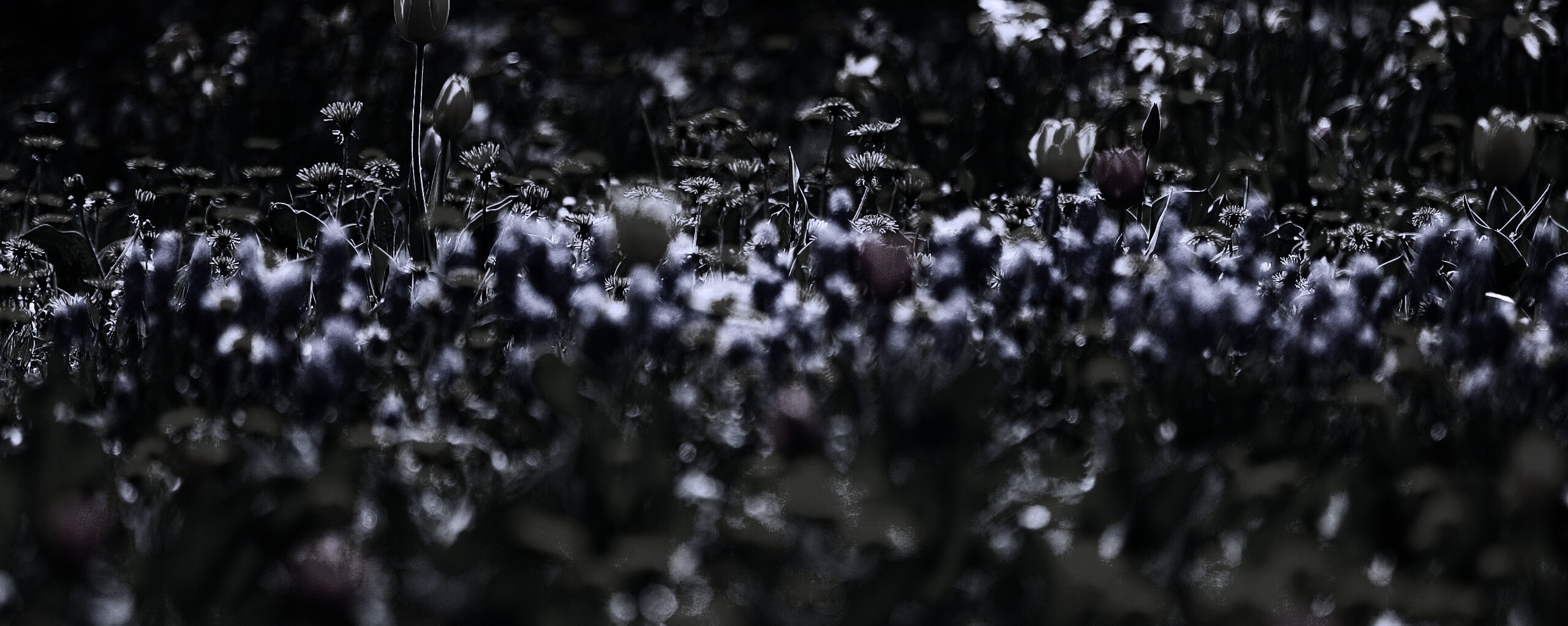 Все краски весны обои