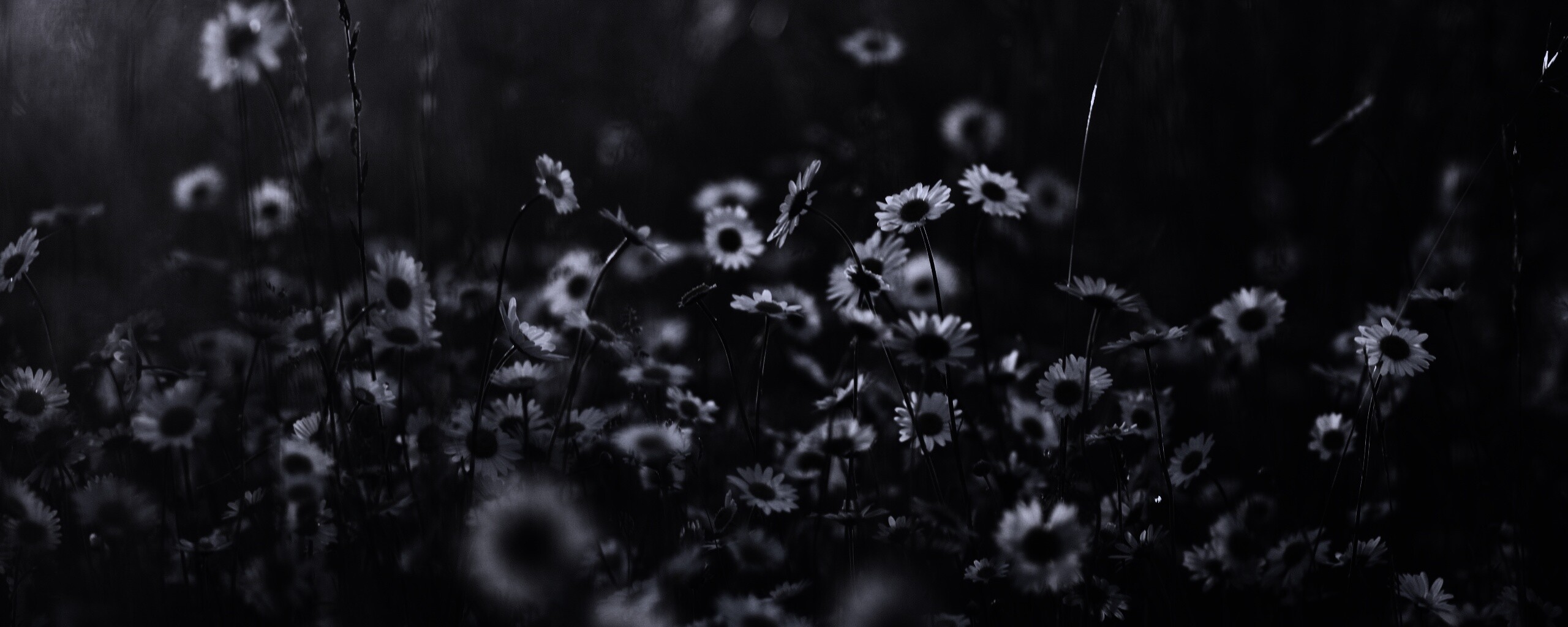 Поле ромашек обои