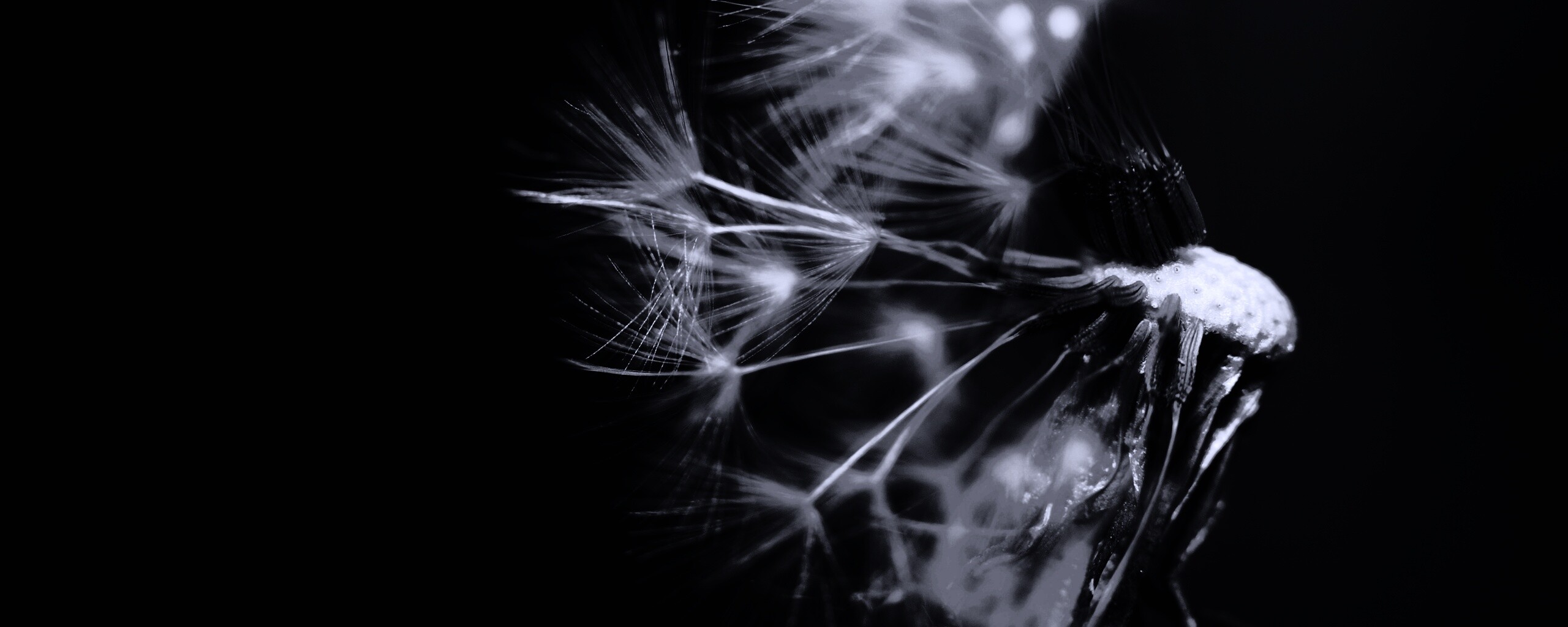 Сдутый одуванчик обои