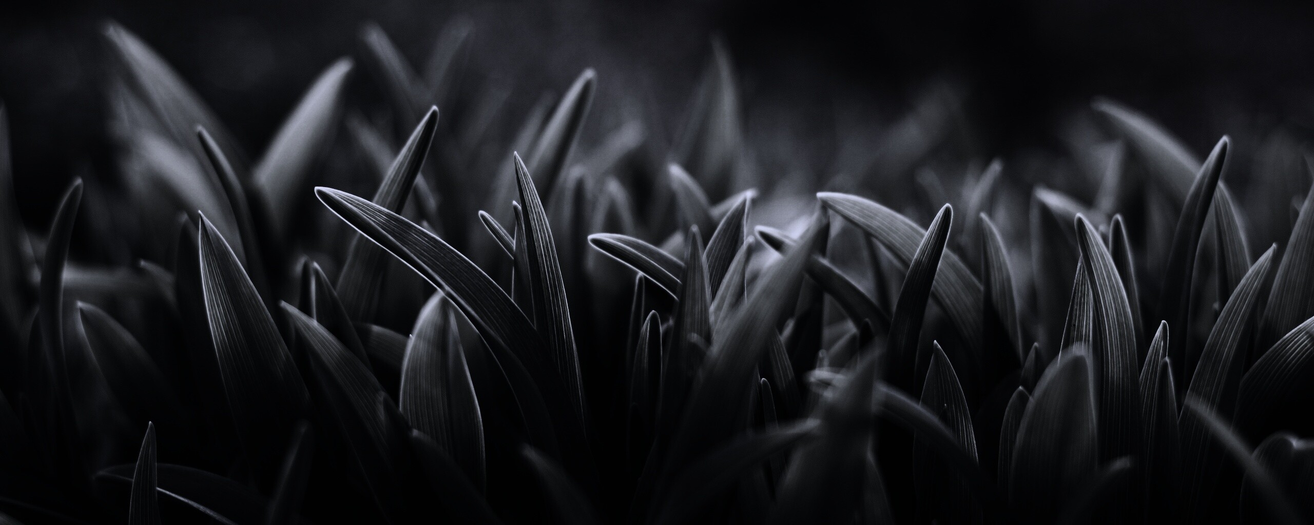 Сочная нежная трава обои