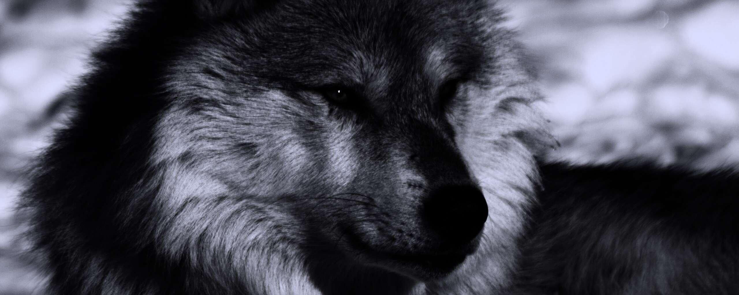 Лайка на снегу обои