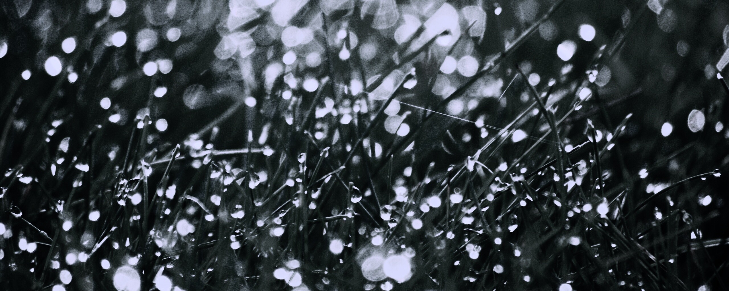 Трава в росе обои