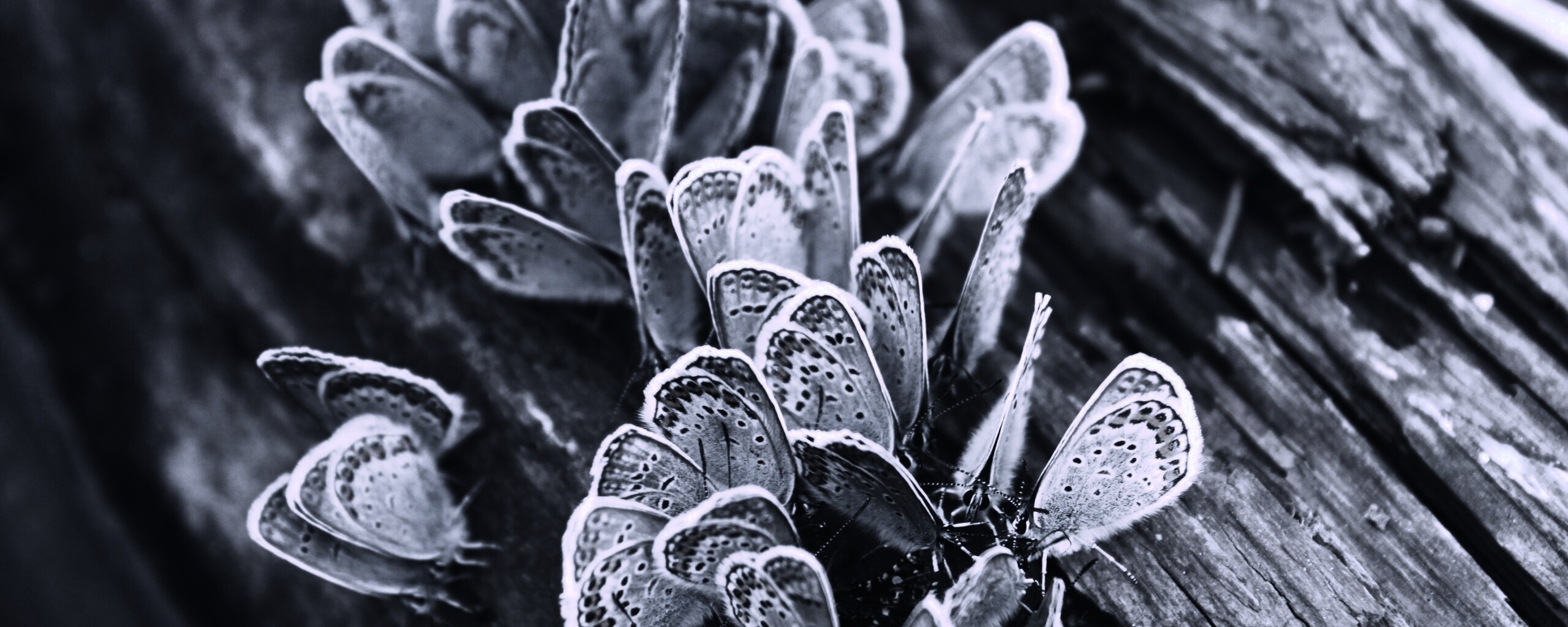 Голубые бабочки обои