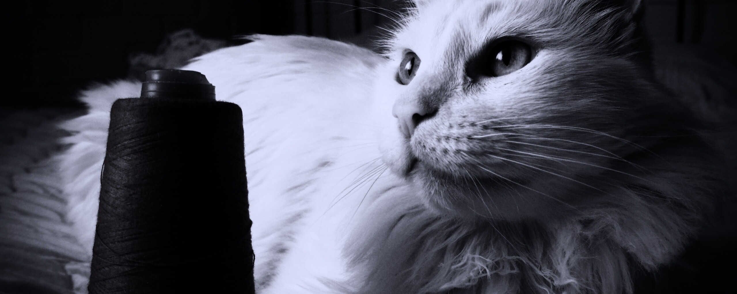 Белый кот с катушкой ниток обои