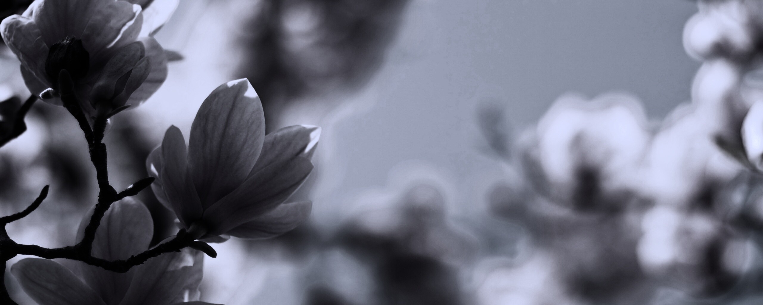 Цветы магнолии обои