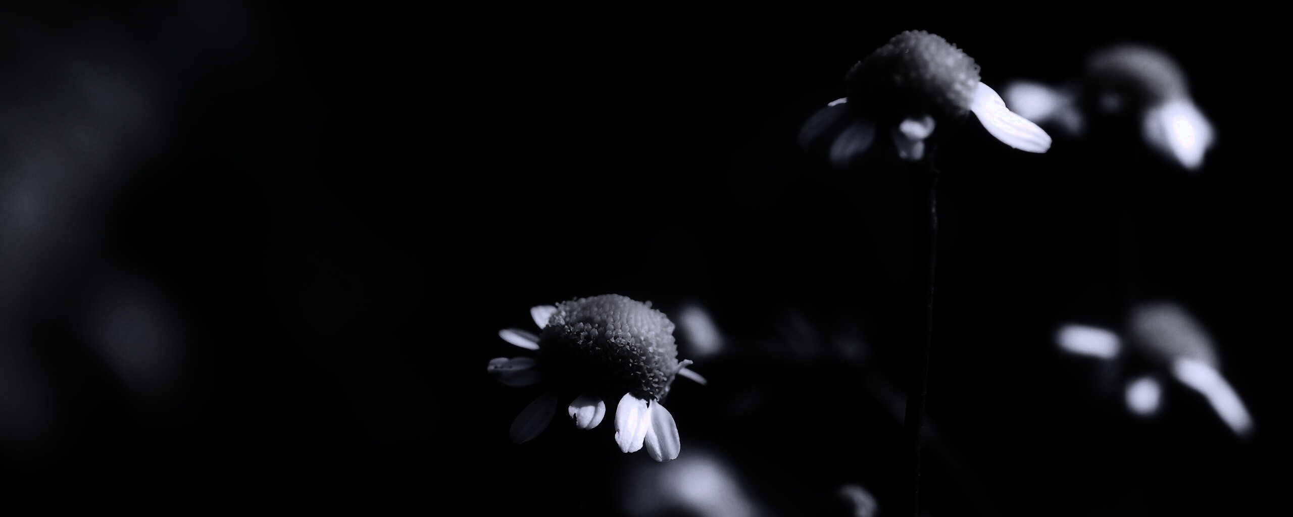 Стремный лепестун обои