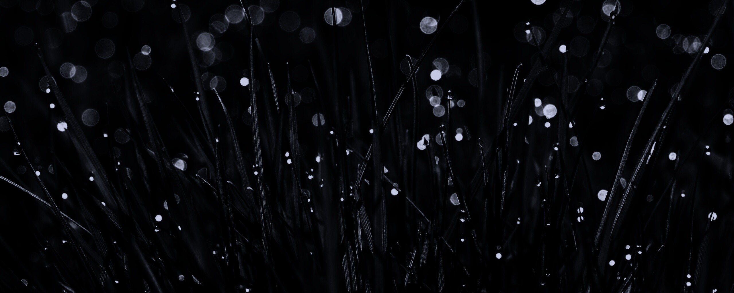 Трава ночью обои