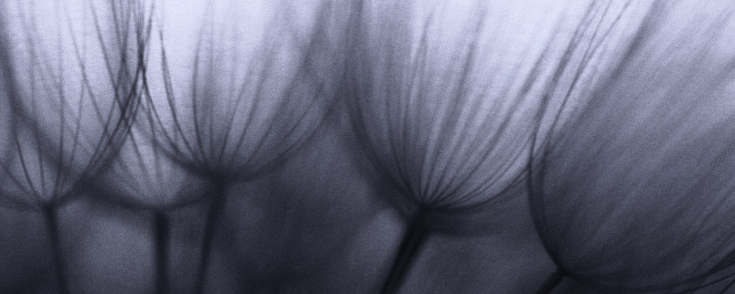 Рисунок одуванчика обои