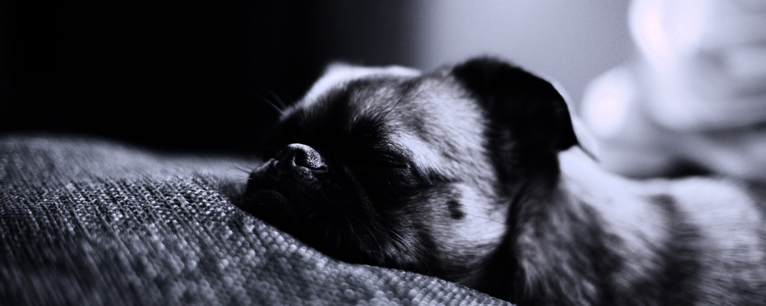 Отдыхающий пёсик обои