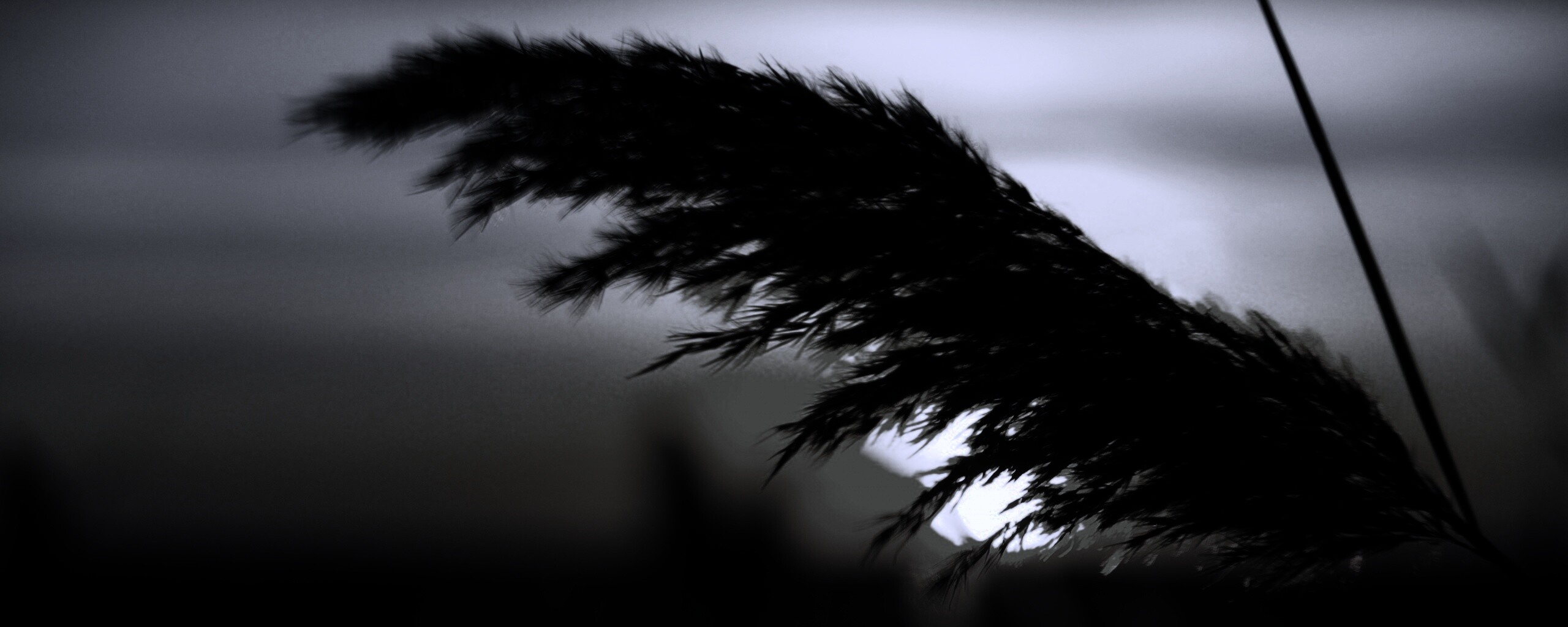 Камыш на закате обои