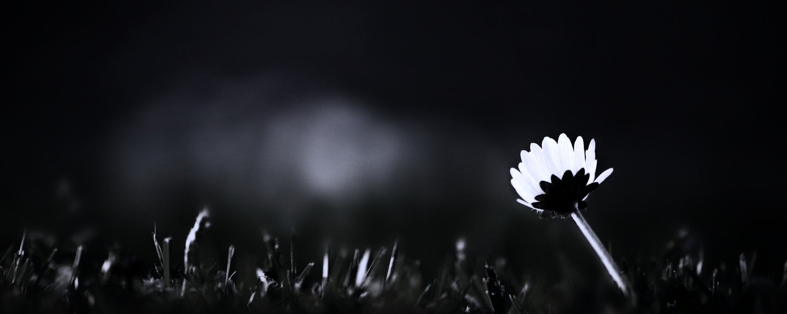 Цветок на траве обои