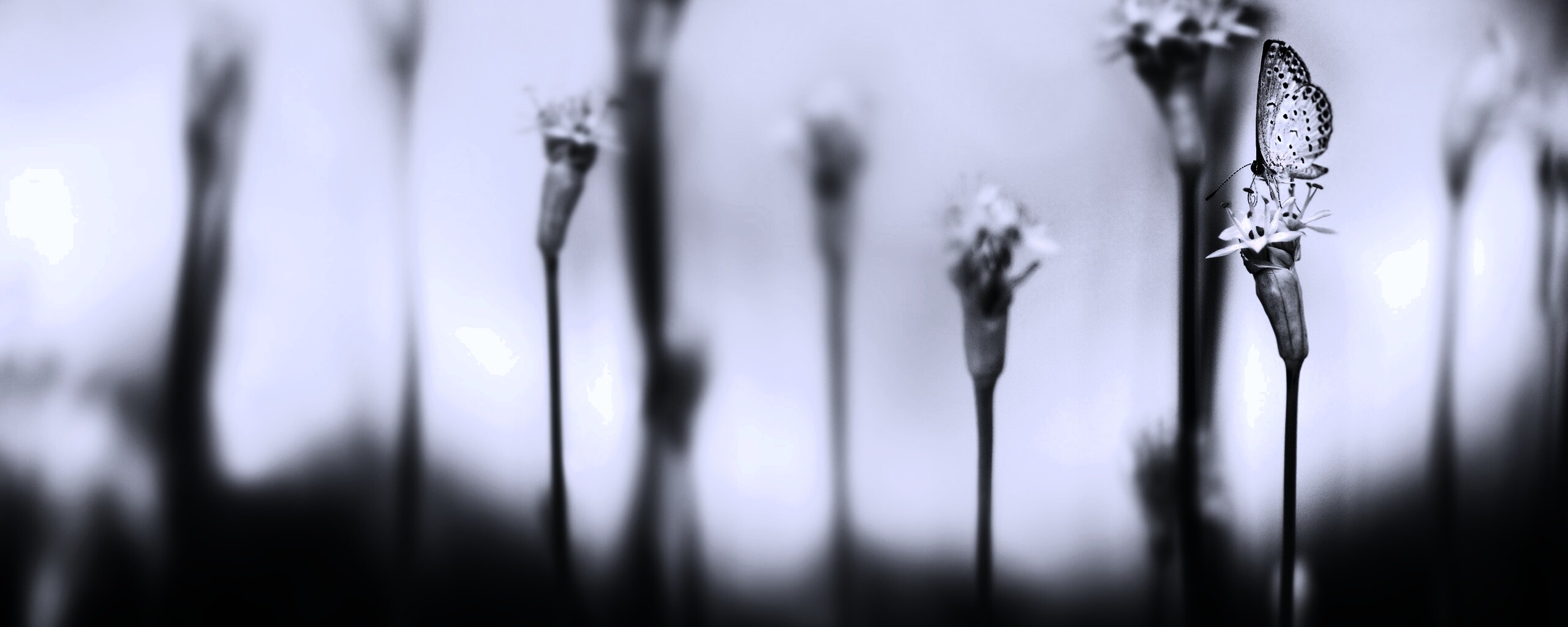 Бабочка на цветке обои