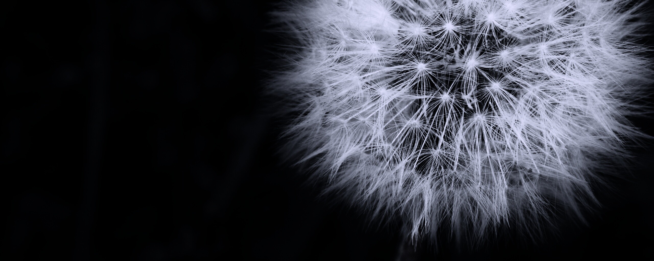 Одуванчик обои