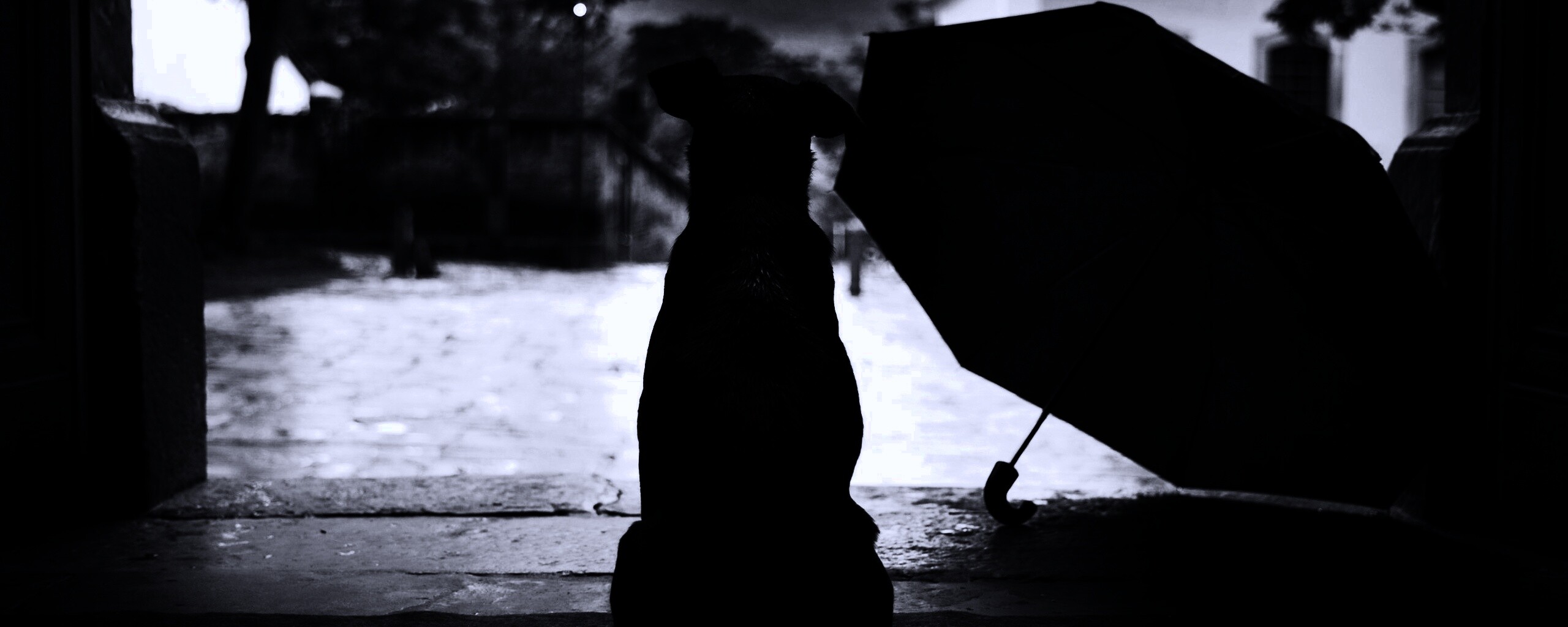 Собака и зонтик обои