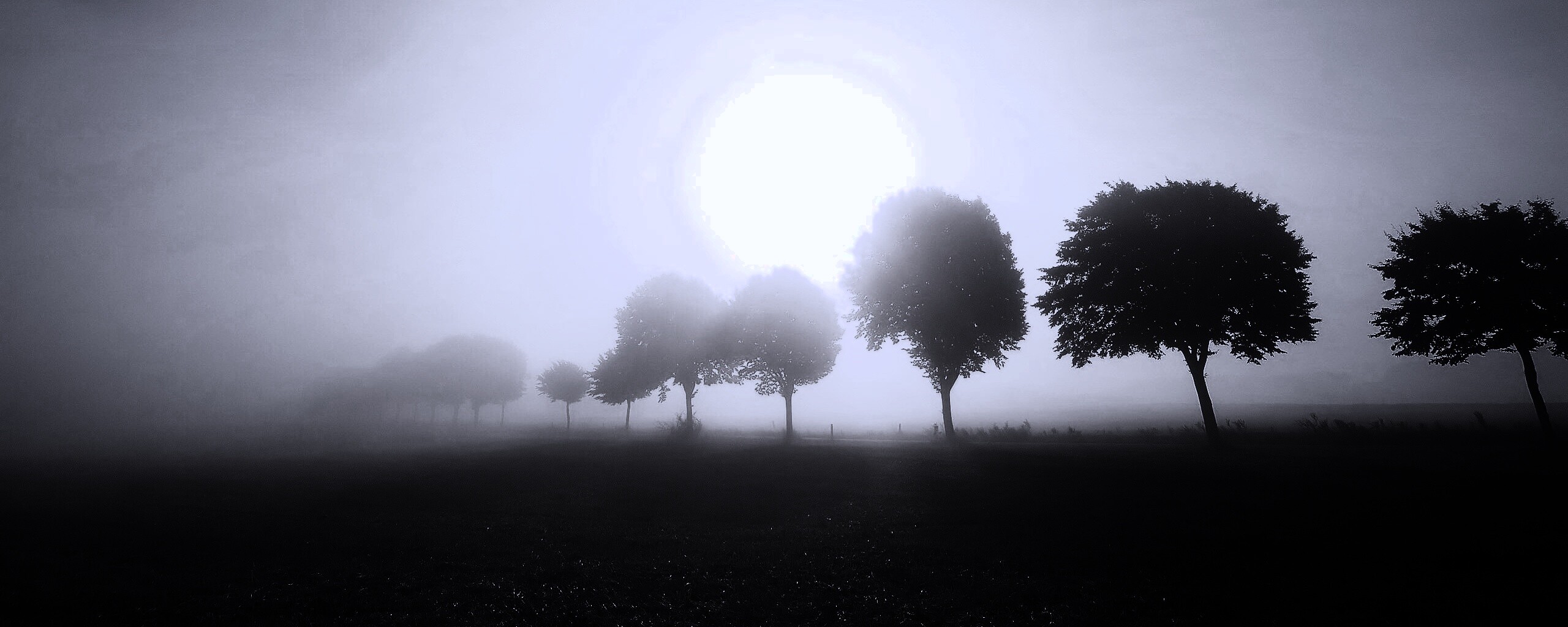 Деревья в поле обои