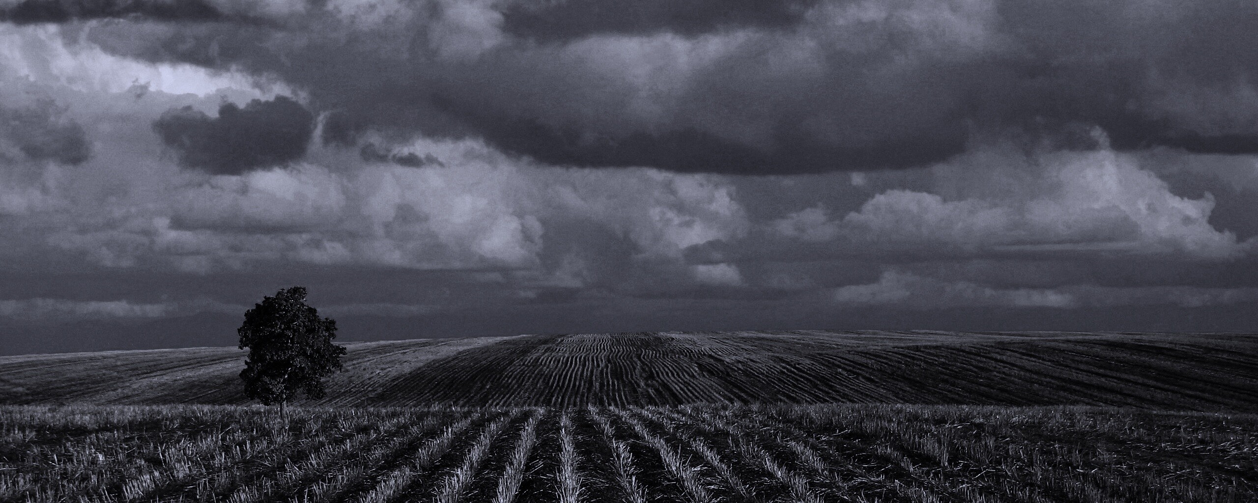 Дерево в поле обои