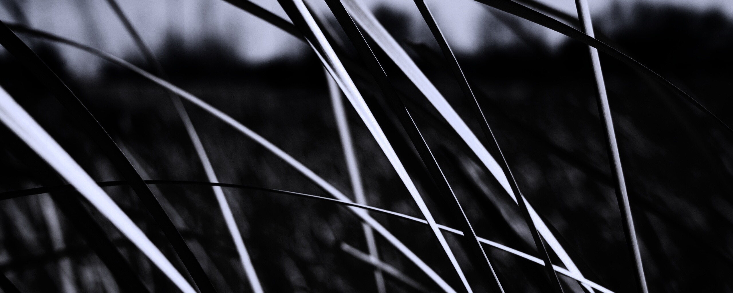 Желтая трава обои