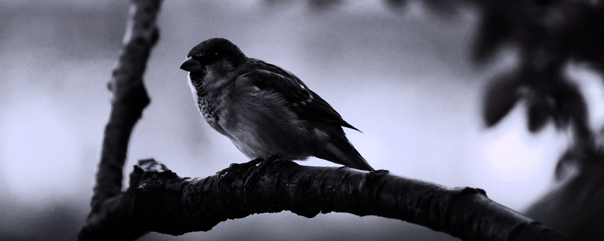 Птичка на ветке обои