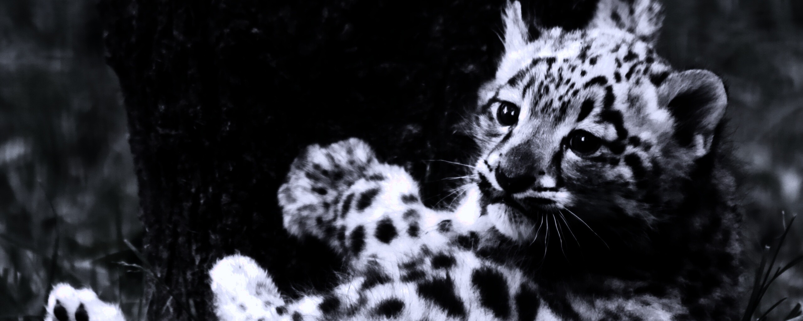 Котенок большой дикой кошки обои