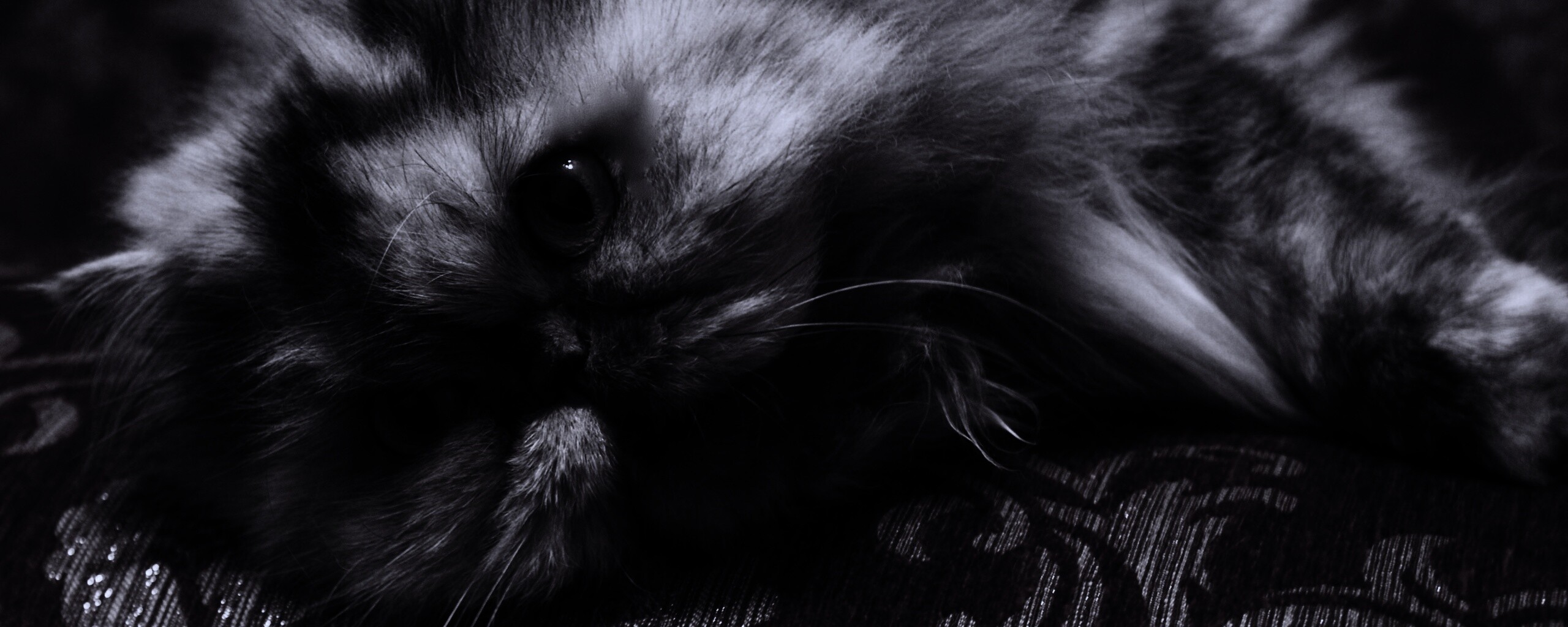 Ленивый перс обои