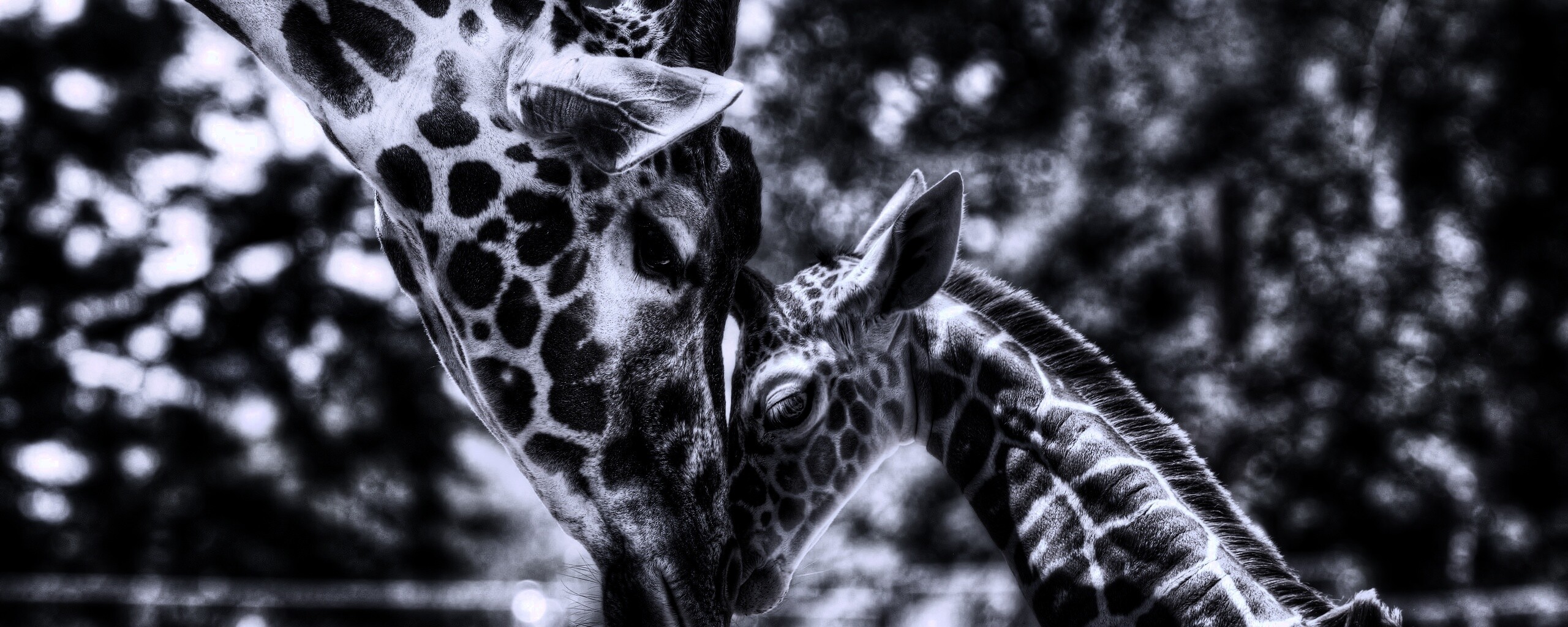 Жирафа и жирафёнок обои