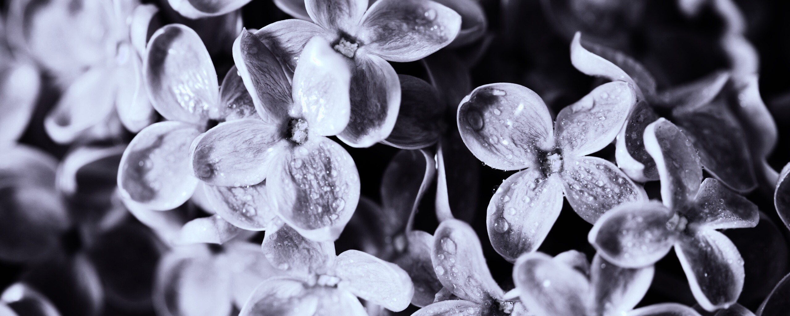 Цветы сирени обои