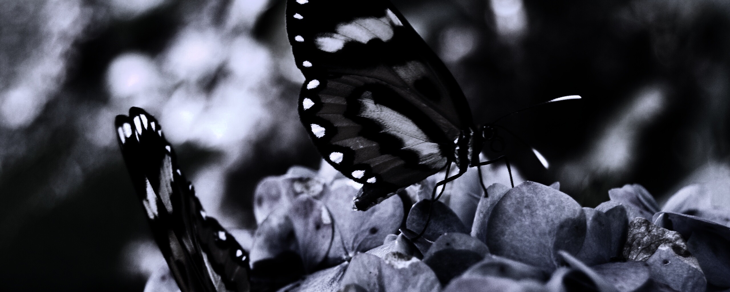 Две бабочки обои