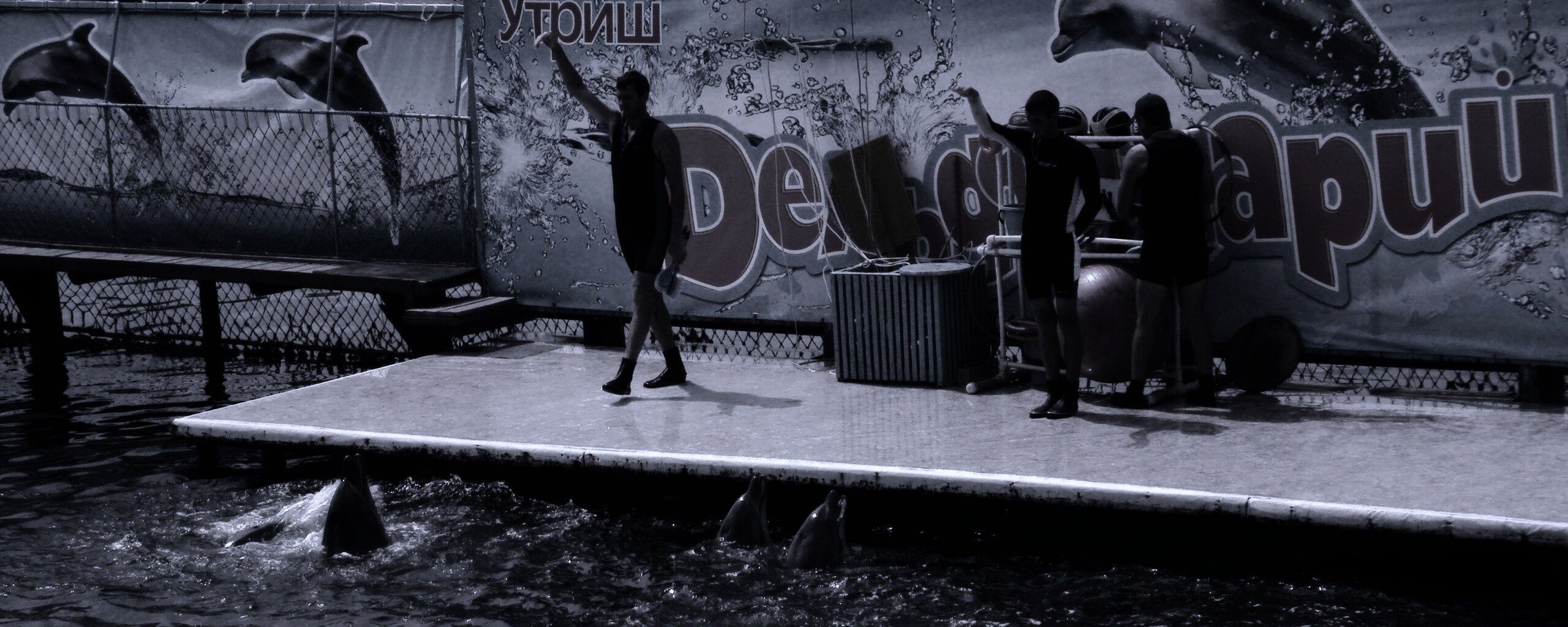 Утро в дельфинарии обои