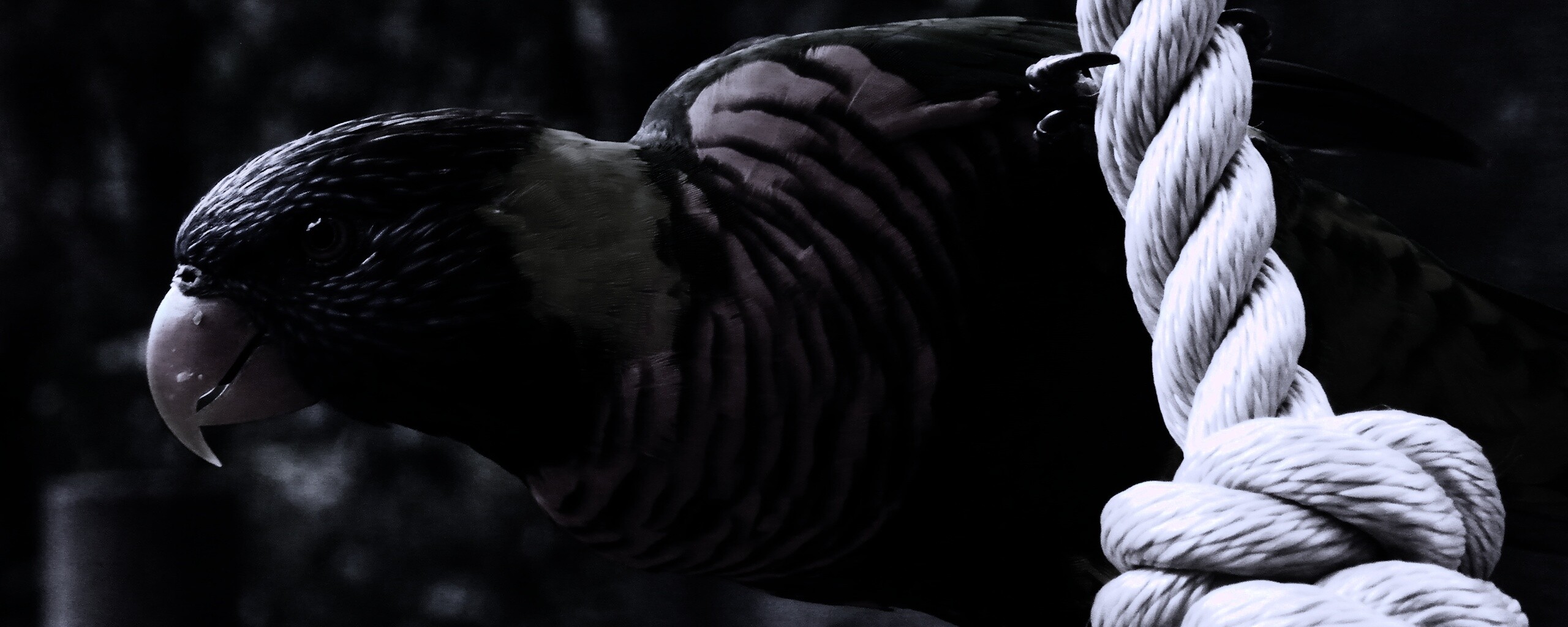 Попугай на канате обои