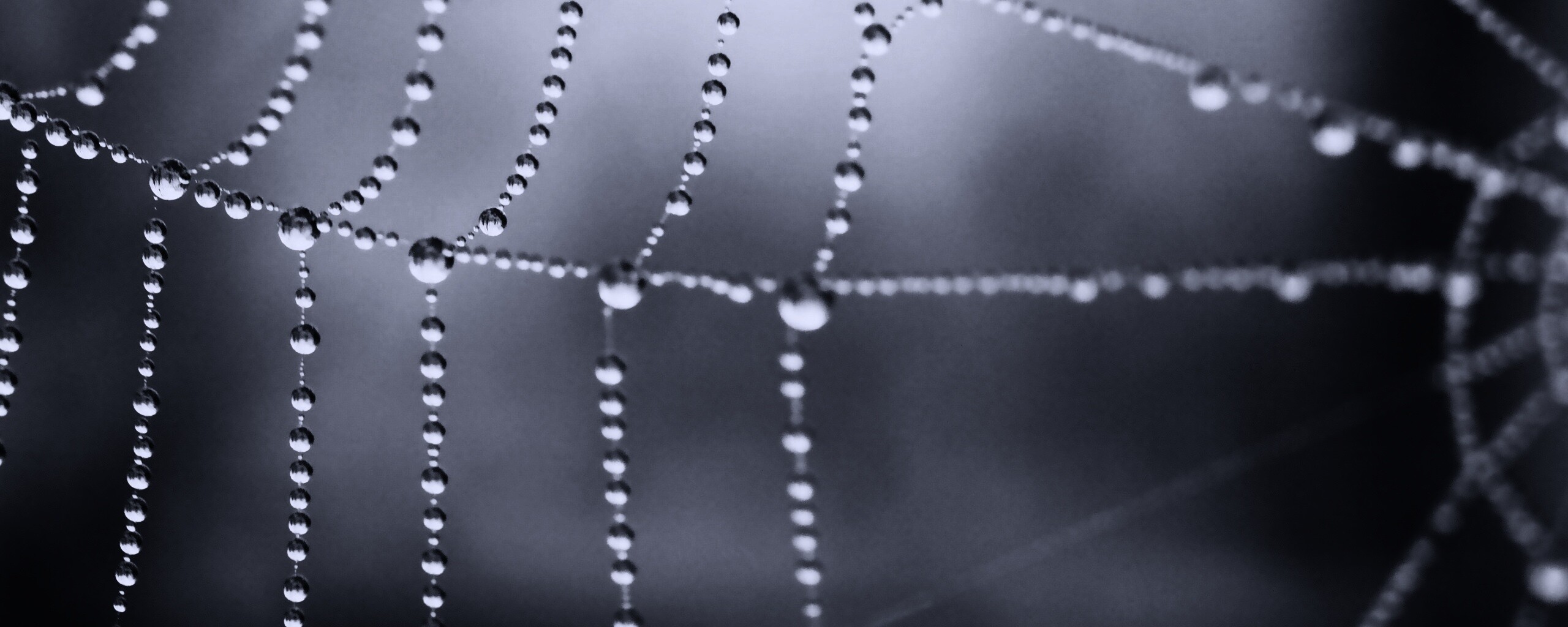 Капли росы на паутине обои